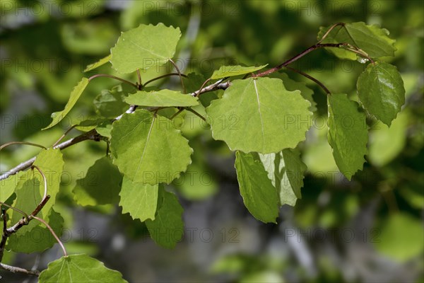 Common aspen