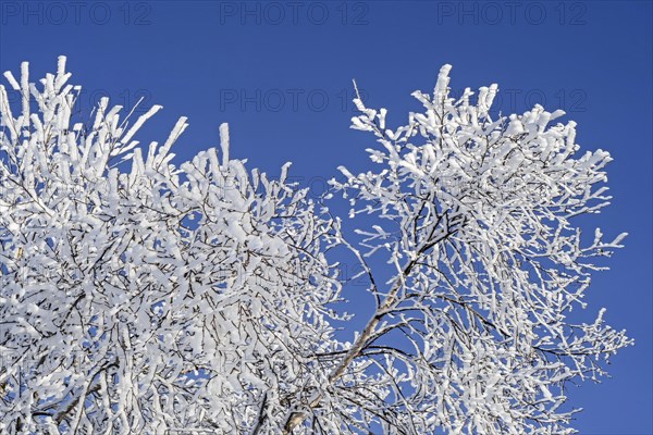 Twigs and branches of downy birch