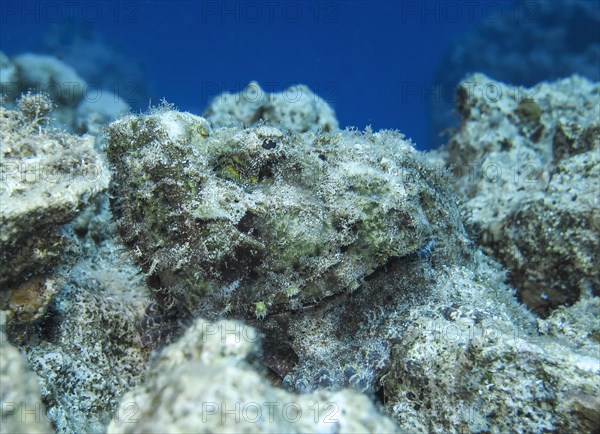 Stonefish