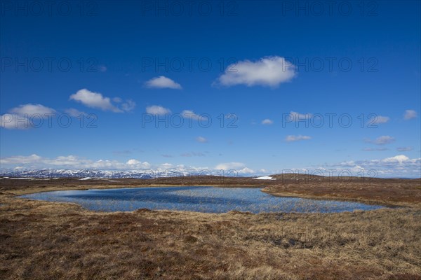 Pond in moorland at the Flatruet plateau