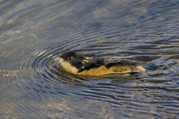 Norway lemming