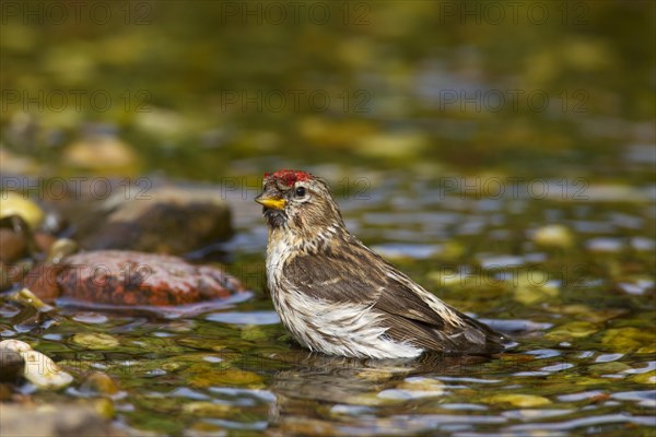 Common redpoll