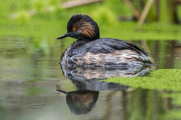 Black-necked grebe