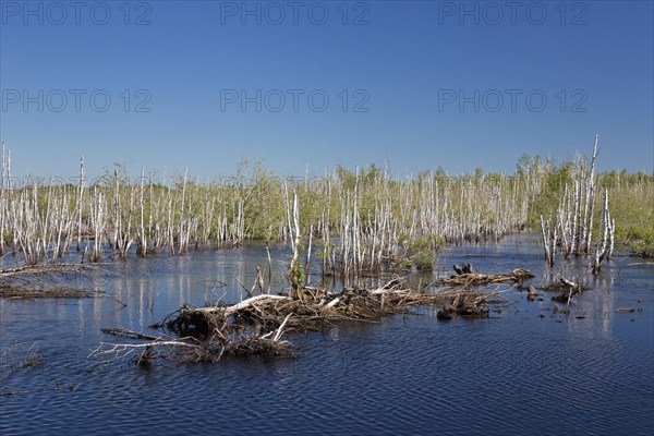 Dead birch trees in lake in nature reserve Totes Moor
