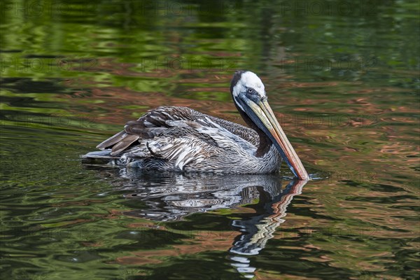 Peruvian pelican