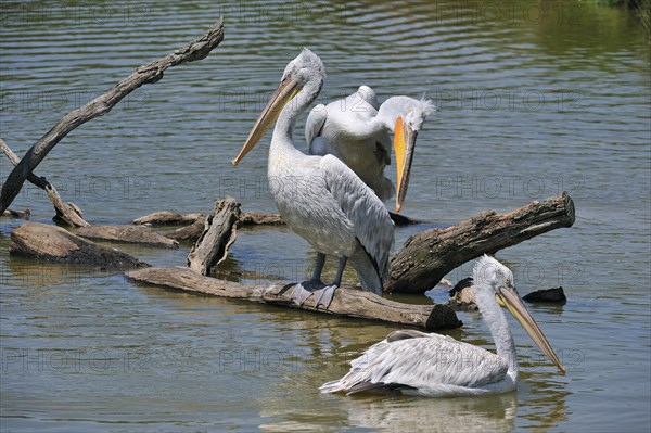 Pink-backed Pelicans