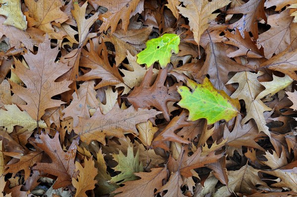 Fallen Northern red oak