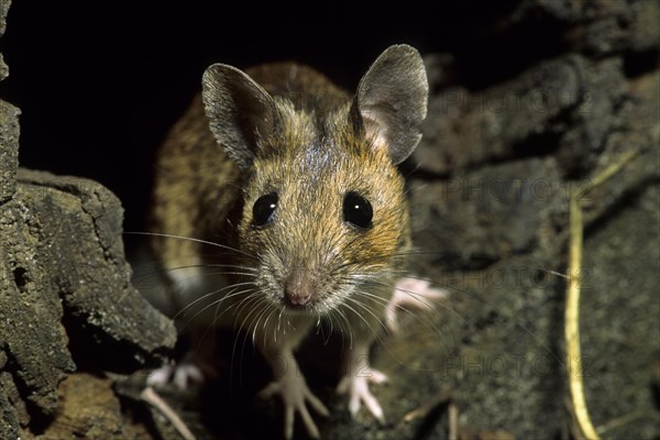 European wood mouse