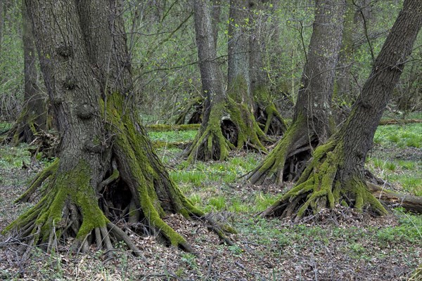 European Alder