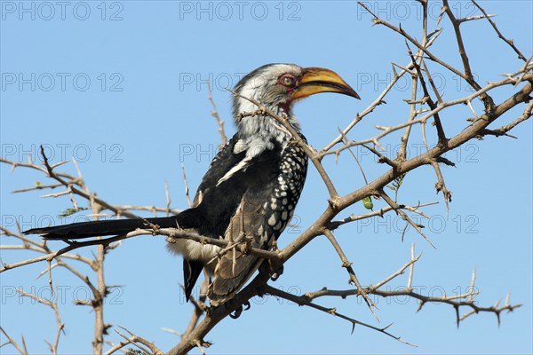 Southern yellow-billed hornbill