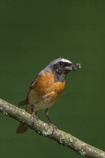 Common redstart