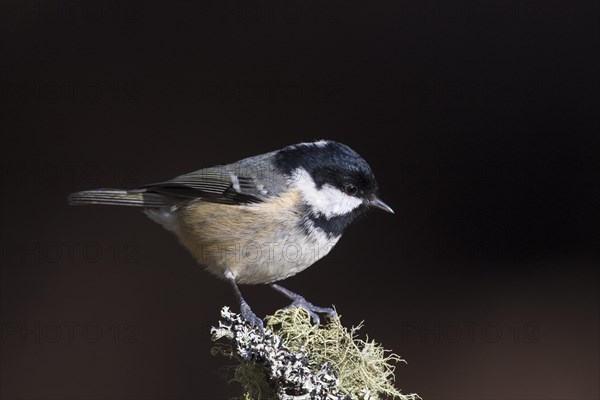 Coal tit