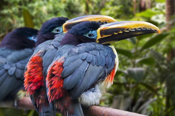 Three chestnut-eared aracaris