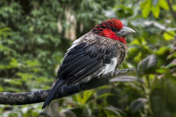 Brown-breasted barbet