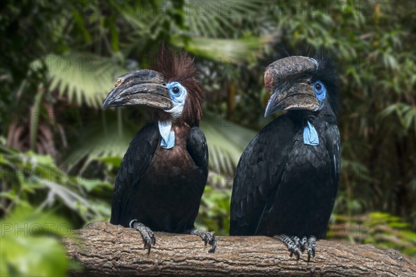 Black-casqued hornbill