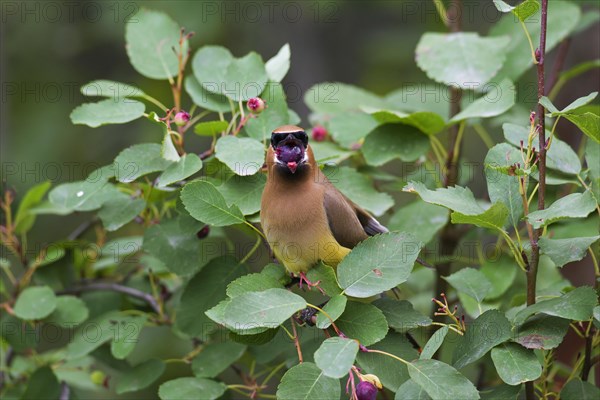 Cedar waxwing