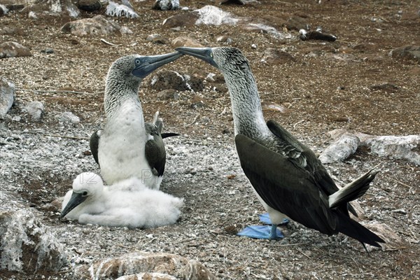 Blue-footed boobies