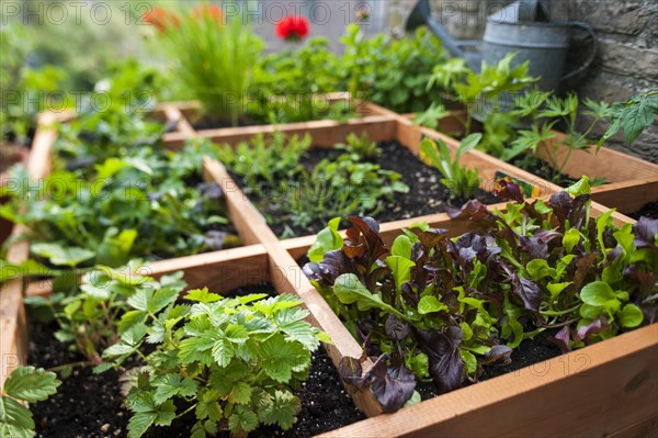 Square foot gardening by planting flowers