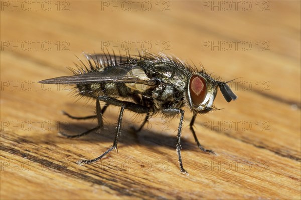 House fly