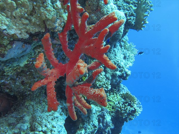 Red coral