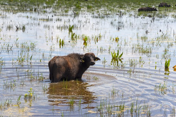 Water buffalo