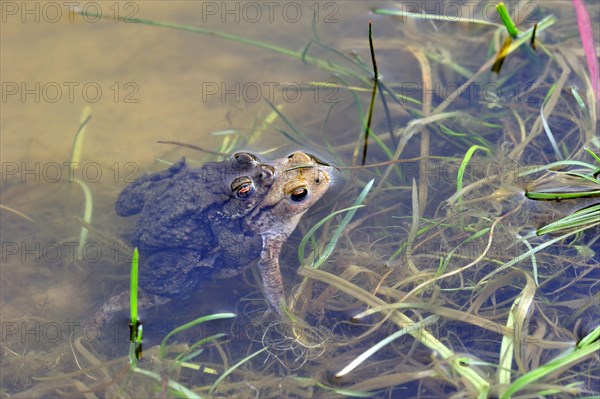 Common European toad