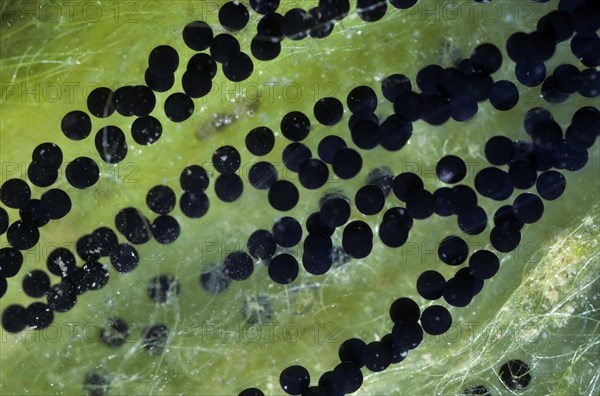 Strings of toadspawn from common toad