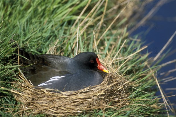 Common moorhen