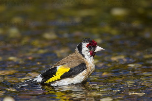 European goldfinch