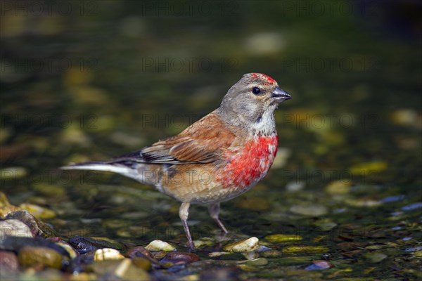 Common linnet