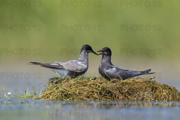 Black tern