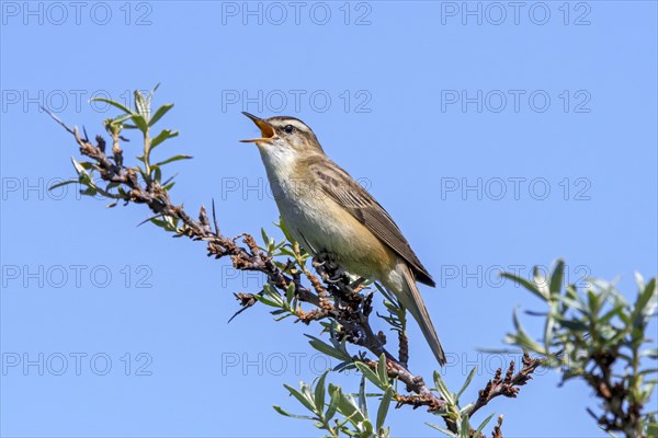 Sedge warbler