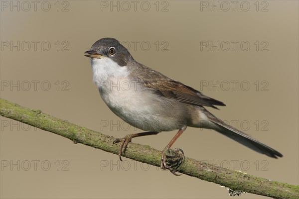 Common whitethroat