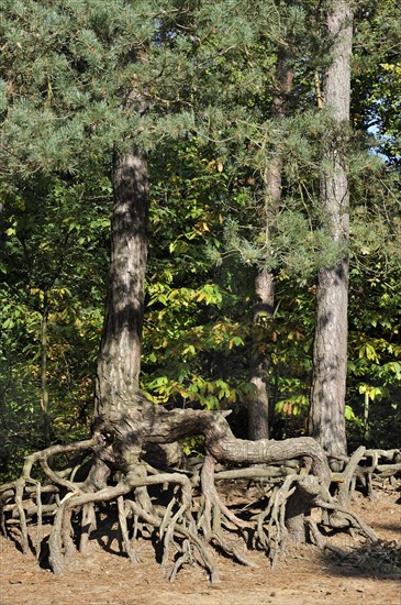 Exposed roots of pine trees due to soil erosion in forest at Kasterlee