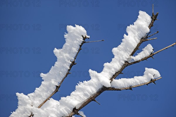 Branches of tree covered in white hoar frost and snow in winter showing ice crystal formation pointing in same direction by wind