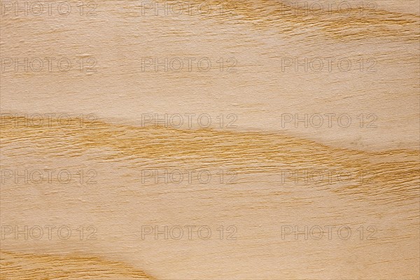 Wood grain of European Ash