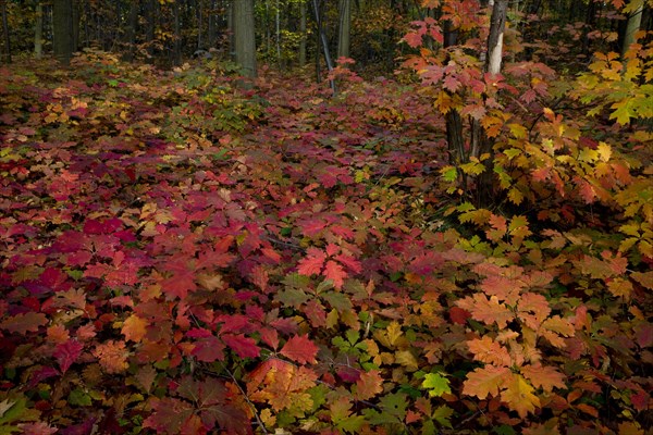 Northern red oak