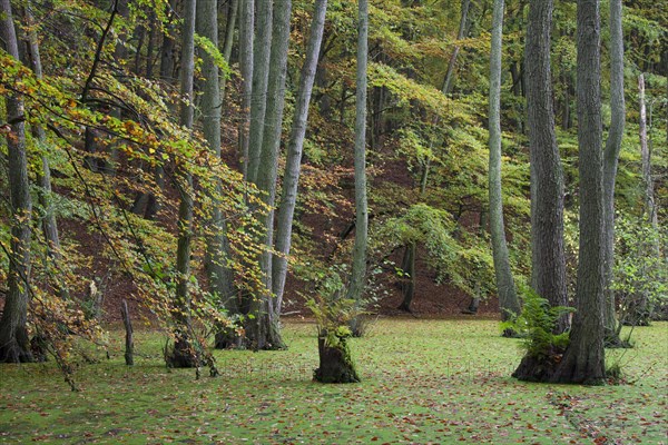 European Alder