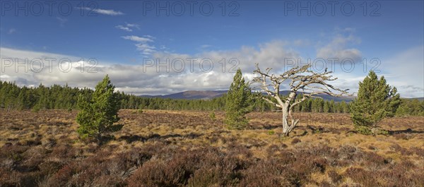 Dead Scots pine