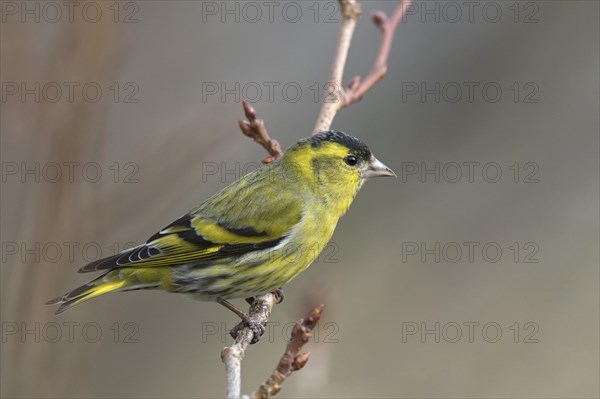 Eurasian siskin