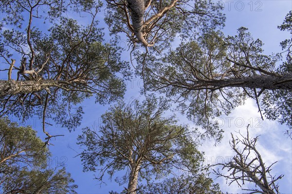 Scots pine trees