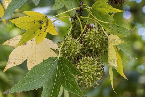 American sweetgum