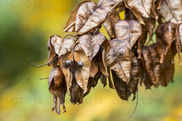 Seed pods of goldenrain tree
