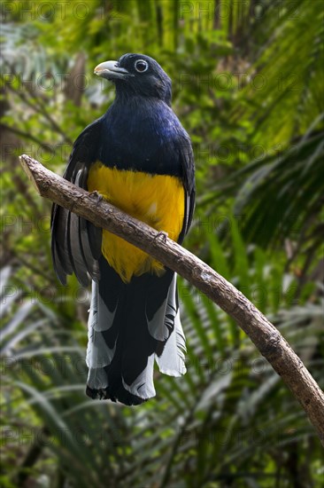 White-tailed trogon