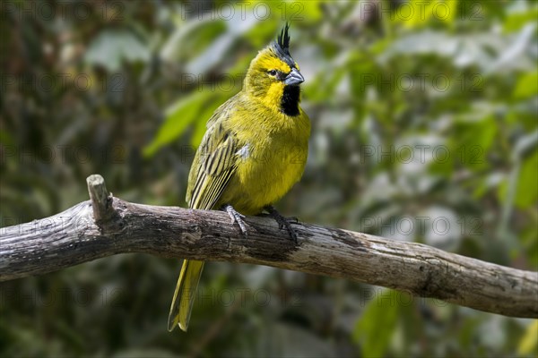 Yellow cardinal