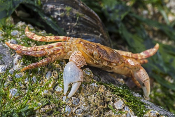 Dead Japanese shore crab
