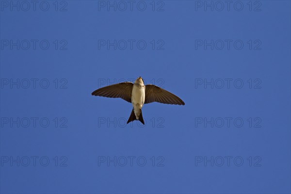 Common House Martin