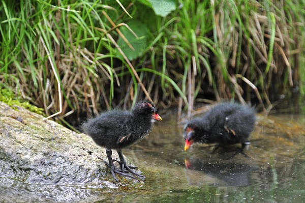 Two common moorhen