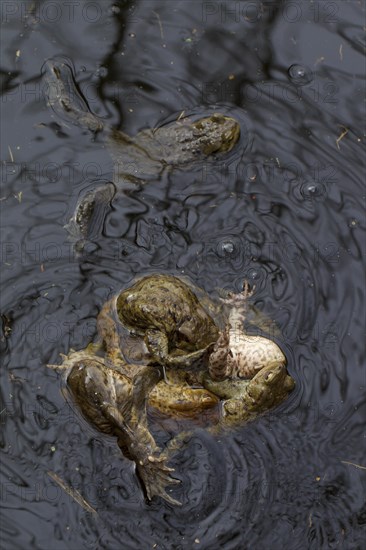 Common toad