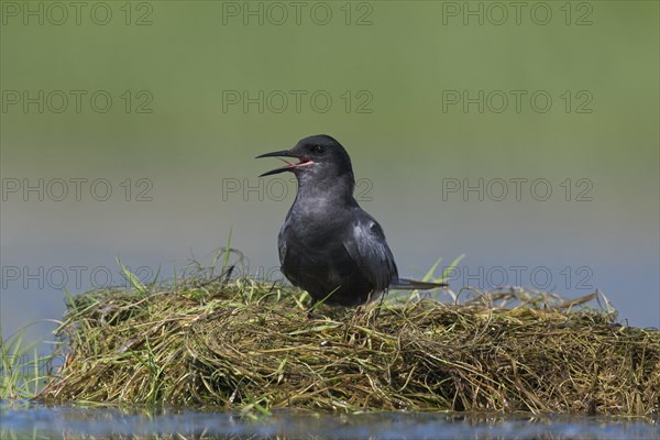 Black tern